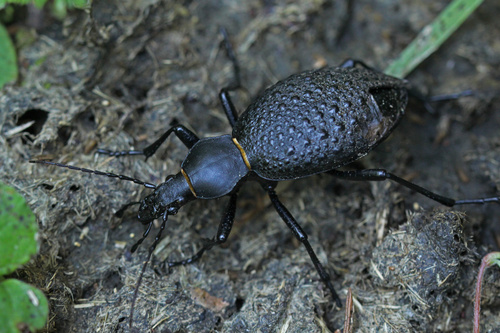Carabus formosus