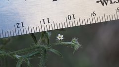 Johnstonella racemosa