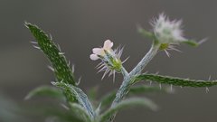Johnstonella racemosa