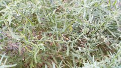 Johnstonella racemosa