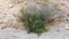 Johnstonella racemosa