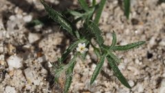 Johnstonella racemosa
