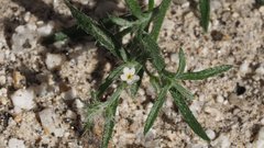 Johnstonella racemosa