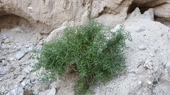 Johnstonella racemosa