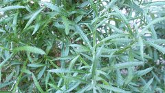 Johnstonella racemosa