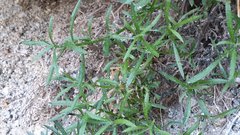 Johnstonella racemosa