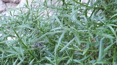 Johnstonella racemosa