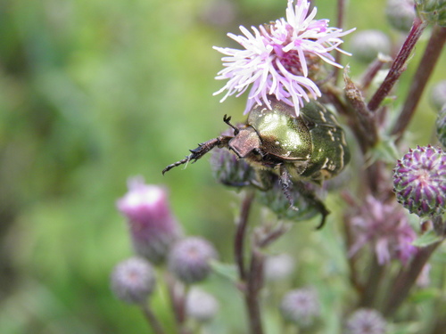 Dėmėtasis Auksavabalis