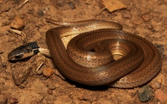 Aparallactus capensis