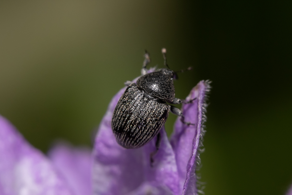 Cleopomiarus distinctus