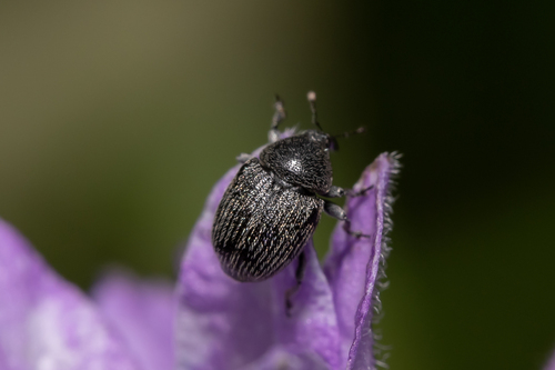 Cleopomiarus distinctus