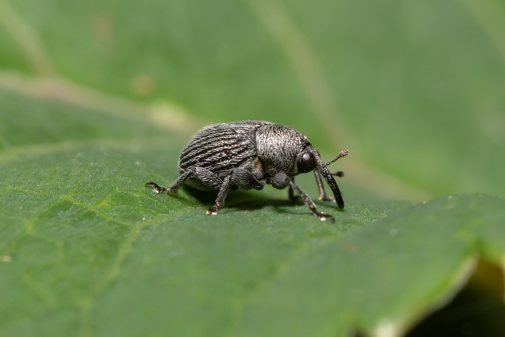 Cleopomiarus