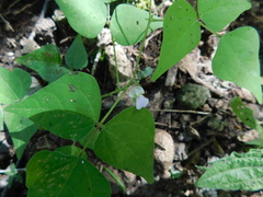 Phaseolus microcarpus