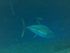 Thunnus orientalis