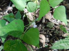 Phaseolus microcarpus