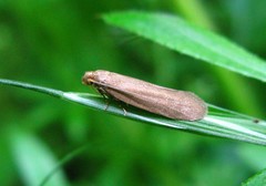Pseudatemelia subochreella