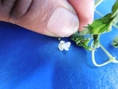 Phaseolus microcarpus