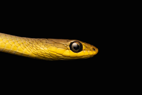 Common Tree Snake sighting
