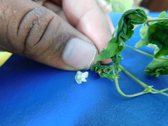 Phaseolus microcarpus