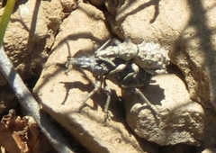 Microcerinae
