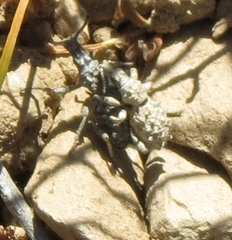 Microcerinae