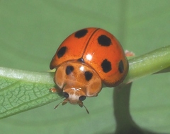 Coelophora inaequalis