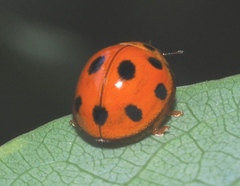 Coelophora inaequalis