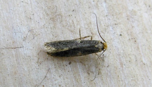 Monopis laevigella