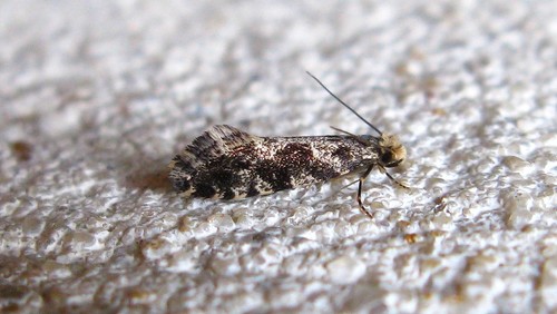 Nemapogon granellus