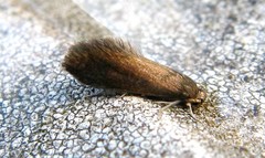 Psychoides verhuella