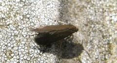 Psychoides verhuella