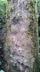 Sapium stylare