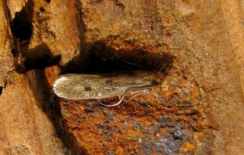Tinea pellionella