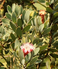 Protea subvestita