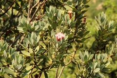 Protea subvestita