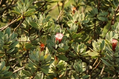 Protea subvestita