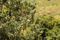 Protea subvestita