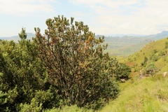 Protea subvestita