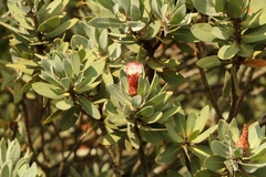 Protea subvestita