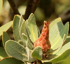 Protea subvestita