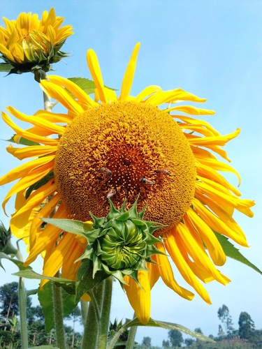 Helianthus image