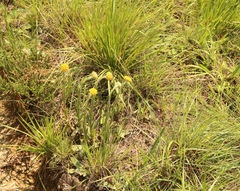 Helichrysum cephaloideum