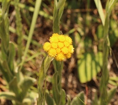 Helichrysum cephaloideum