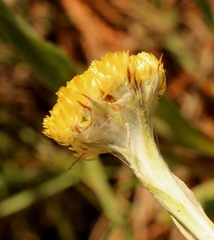 Helichrysum cephaloideum