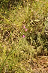 Hesperantha baurii