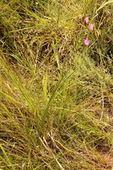 Hesperantha baurii
