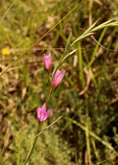 Hesperantha baurii