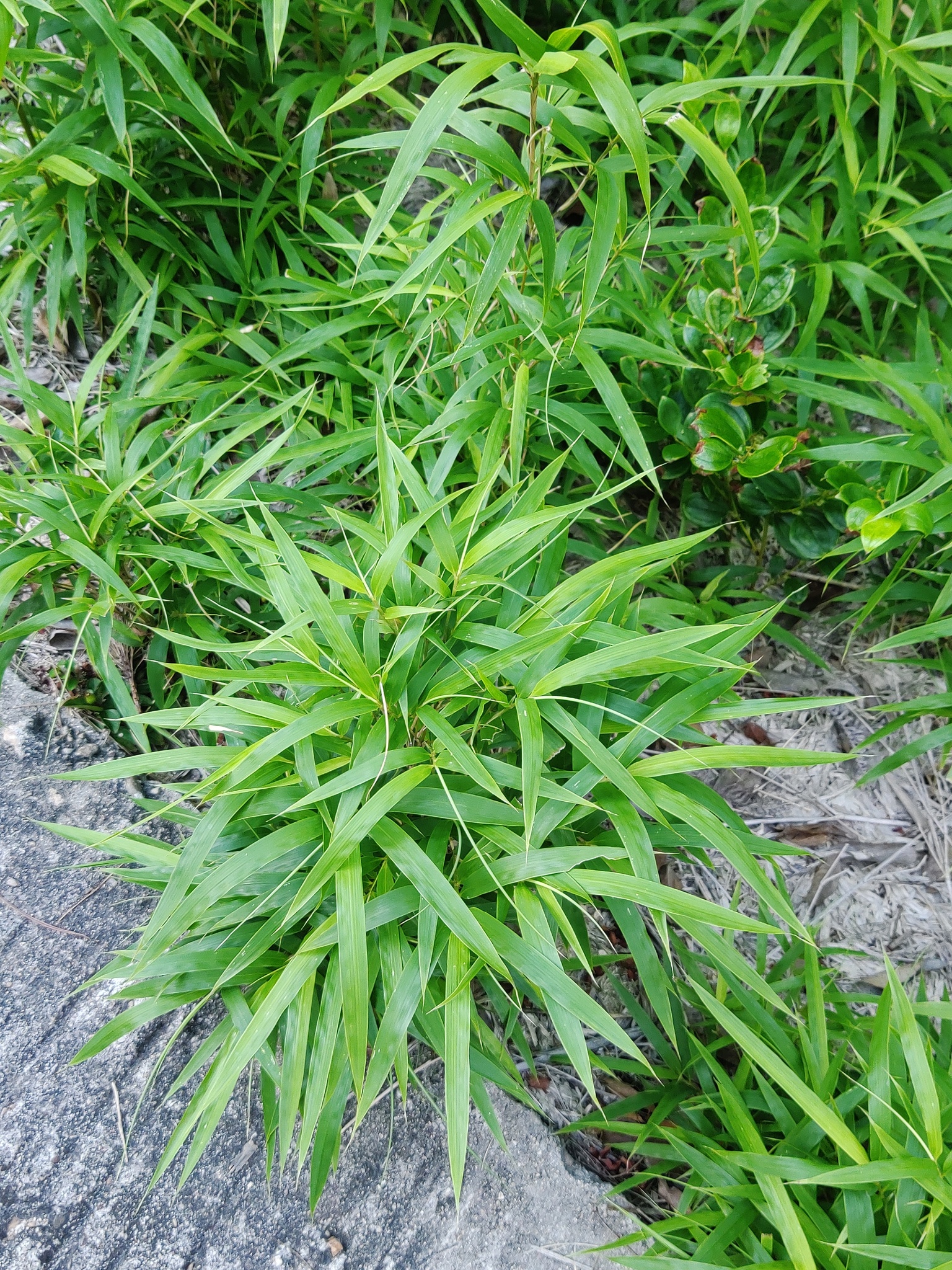 Chimonobambusa quadrangularis