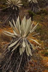 Espeletia grandiflora