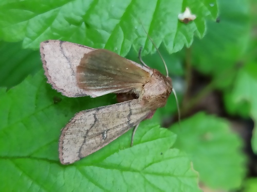 Photo of Double Line (Mythimna turca)